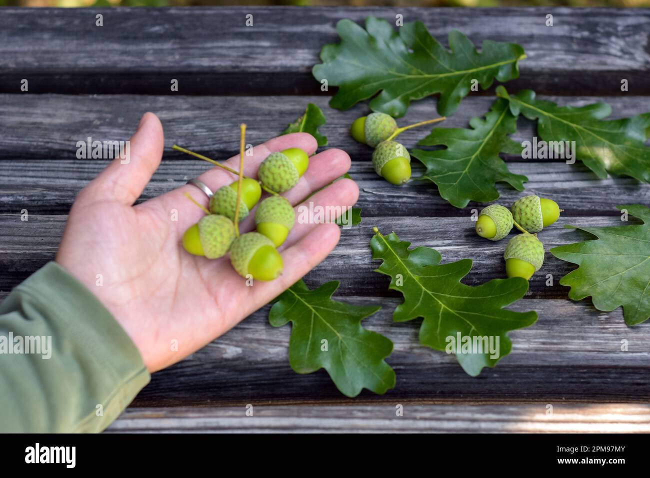 Des glands et des feuilles de chêne peu mûrs se trouvent sur un vieux banc en bois. Les glands en chêne vert se trouvent sur la paume de la femme. Gros plan. Copier l'espace. Mise au point sélective. Banque D'Images