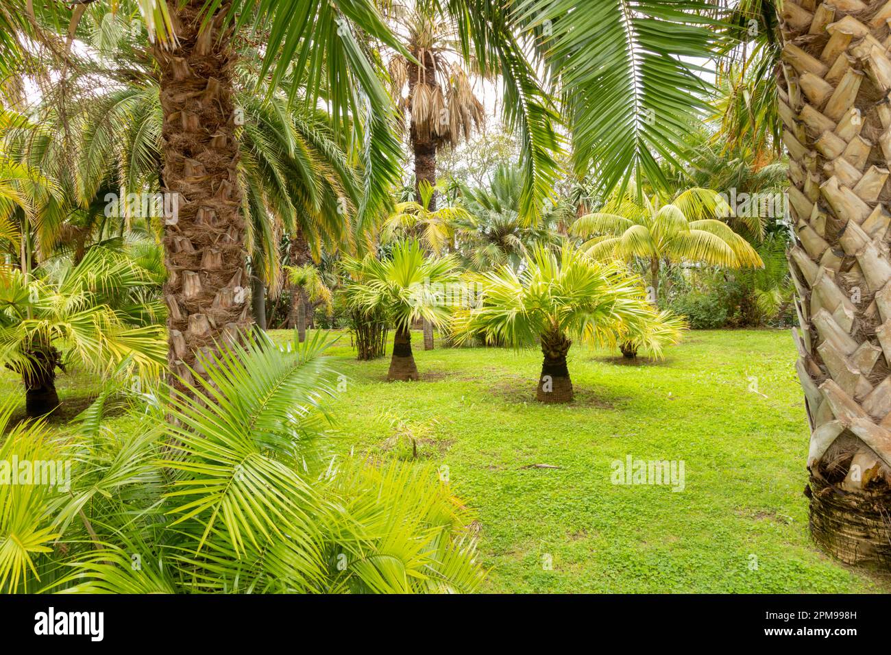 Jardins botaniques de Madère avec palmiers Banque D'Images