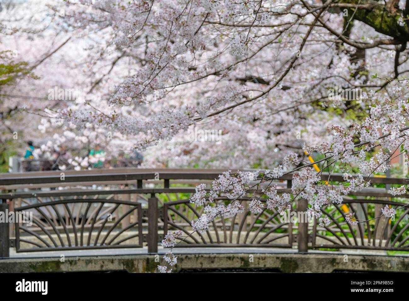 Kyoto, Japon - 31 mars 2023 : cerisiers en fleurs sur la rivière Takase, rue Kiyamachi, Kyoto, Japon. Banque D'Images