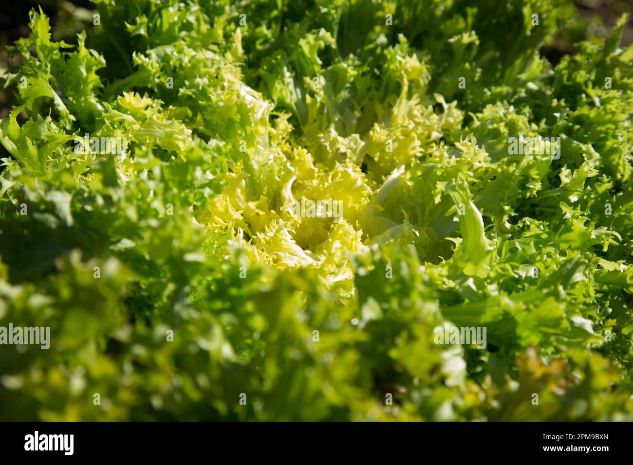 Plante de laitue dans un jardin biologique dans le nord de l'Espagne. Banque D'Images