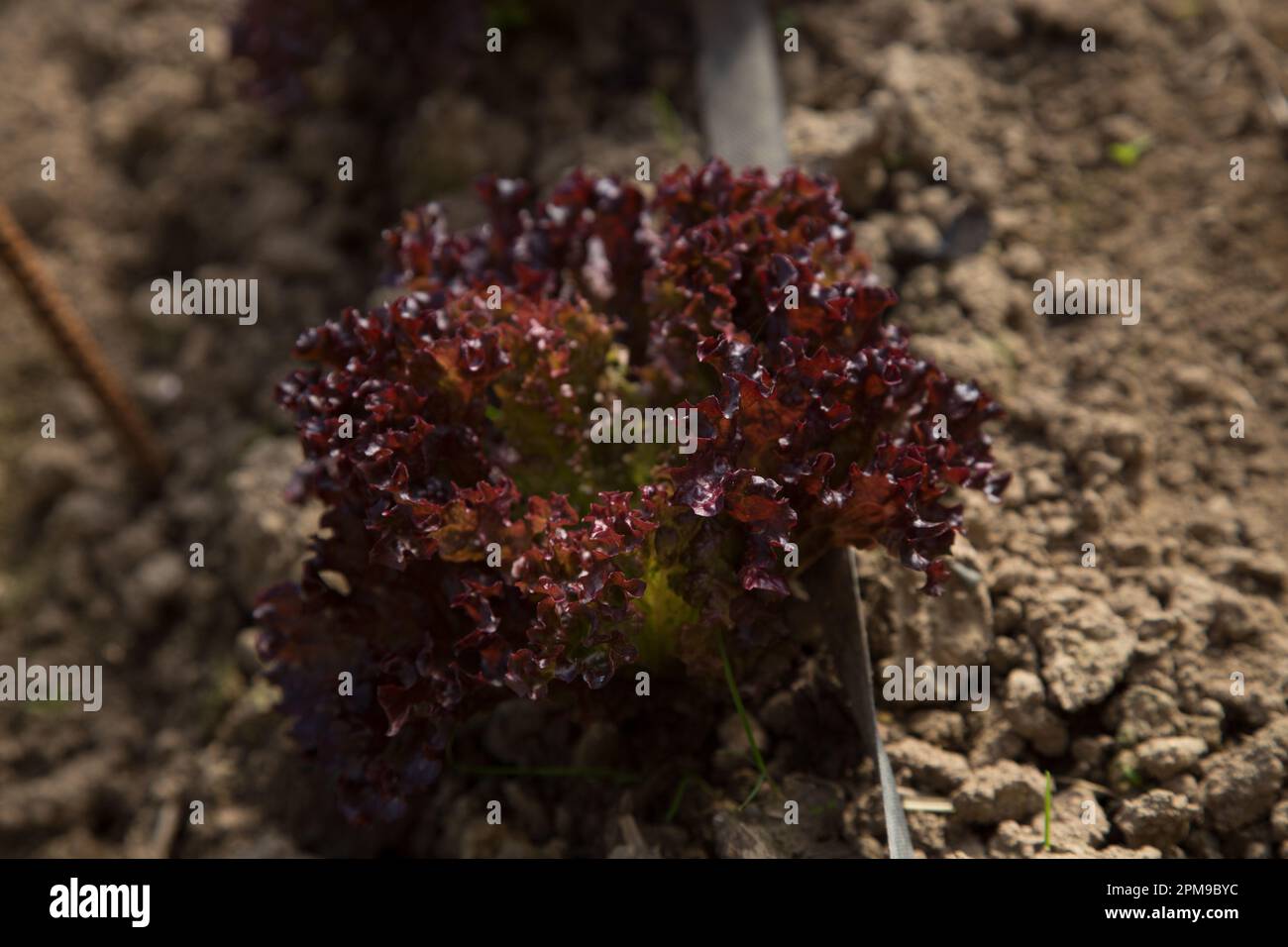 Plante de laitue dans un jardin biologique dans le nord de l'Espagne. Banque D'Images