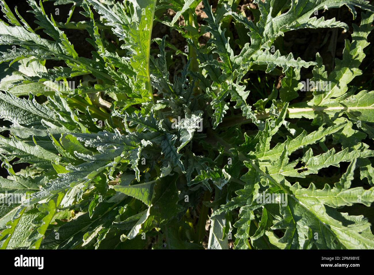 Plante de laitue dans un jardin biologique dans le nord de l'Espagne. Banque D'Images