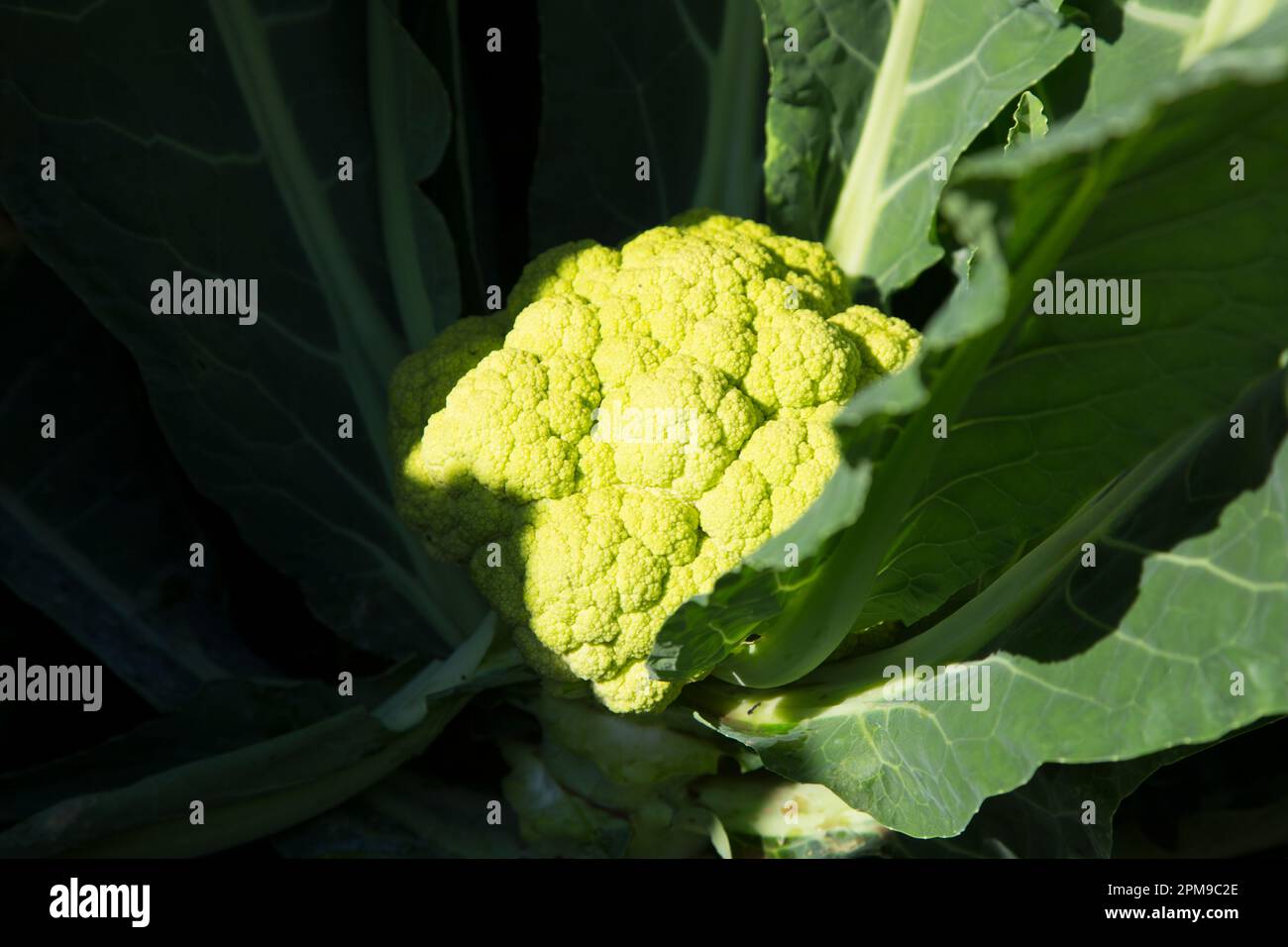 Plantes de chou-fleur dans un jardin biologique dans le nord de l'Espagne. Banque D'Images