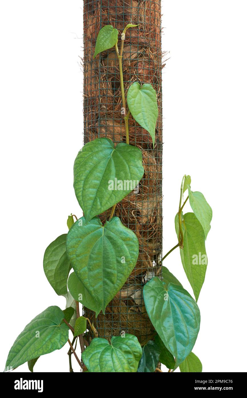 gros plan de la vigne de bétel, de la pipe-bêle, de la plante grimpante vivace à feuilles persistantes native de l'asie du sud-est, de la vigne commercialement importante isolée sur blanc Banque D'Images