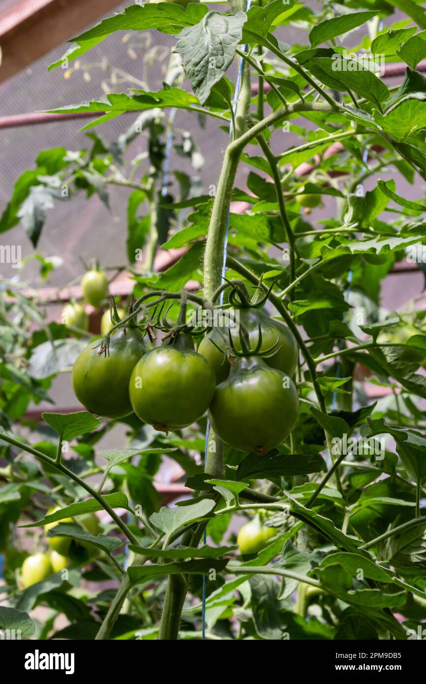 Un bouquet de tomates vertes sur une brousse. Les tomates mûrissent dans le jardin. Bush aux tomates vertes. Beaucoup de tomates sur la brousse. Banque D'Images