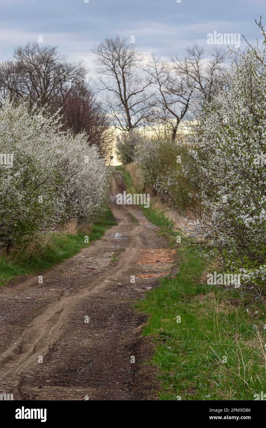 Allée de cerisiers en fleurs et route de terre, vue sur le printemps. Banque D'Images