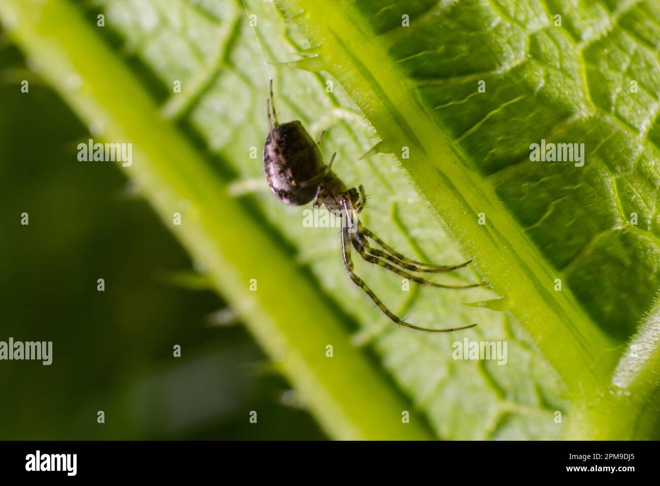Belle image macro d'une toile d'araignée assise sur son web avec un arrière-plan flou et une mise au point sélective. Une araignée dans une toile est une image rapprochée d'une araignée i Banque D'Images