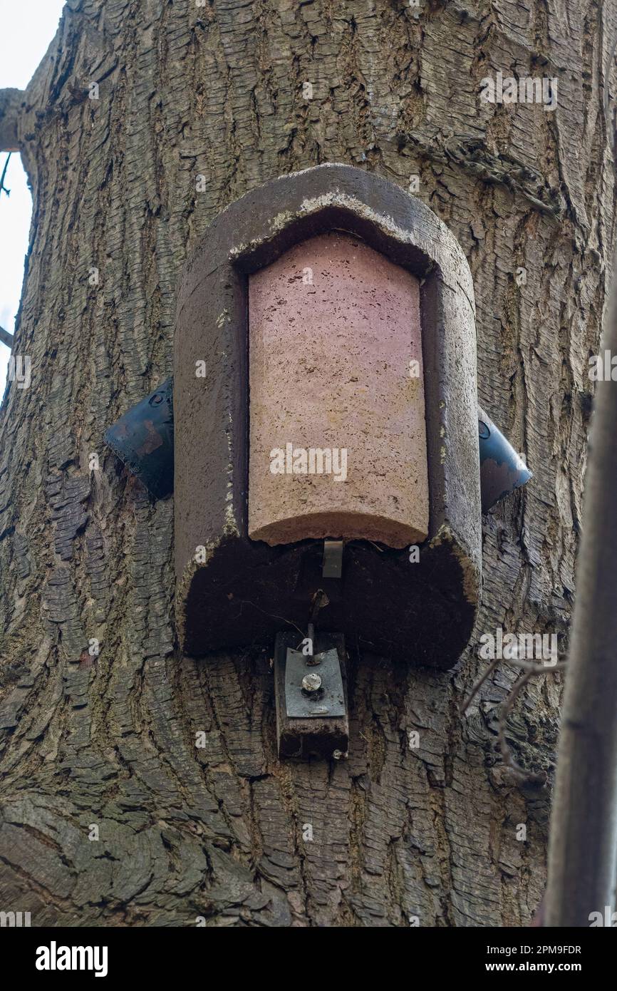 Boîte de nid d'oiseau Treecreeper avec entrées sur les côtés, conçue pour les arbres, sur un pin Banque D'Images