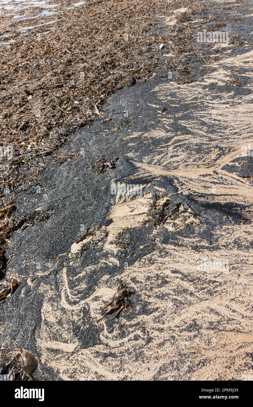 Charbon de mer sur la plage de Newbiggin by the Sea, Northumberland, Angleterre, Royaume-Uni Banque D'Images