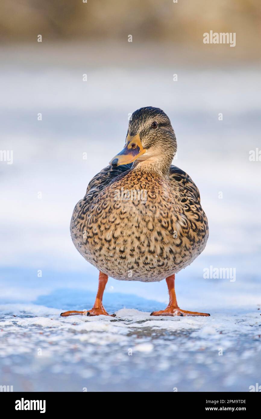 Femelle de canard sauvage (Anas platyrhynchos), debout sur un lac gelé, Bavière, Allemagne Banque D'Images