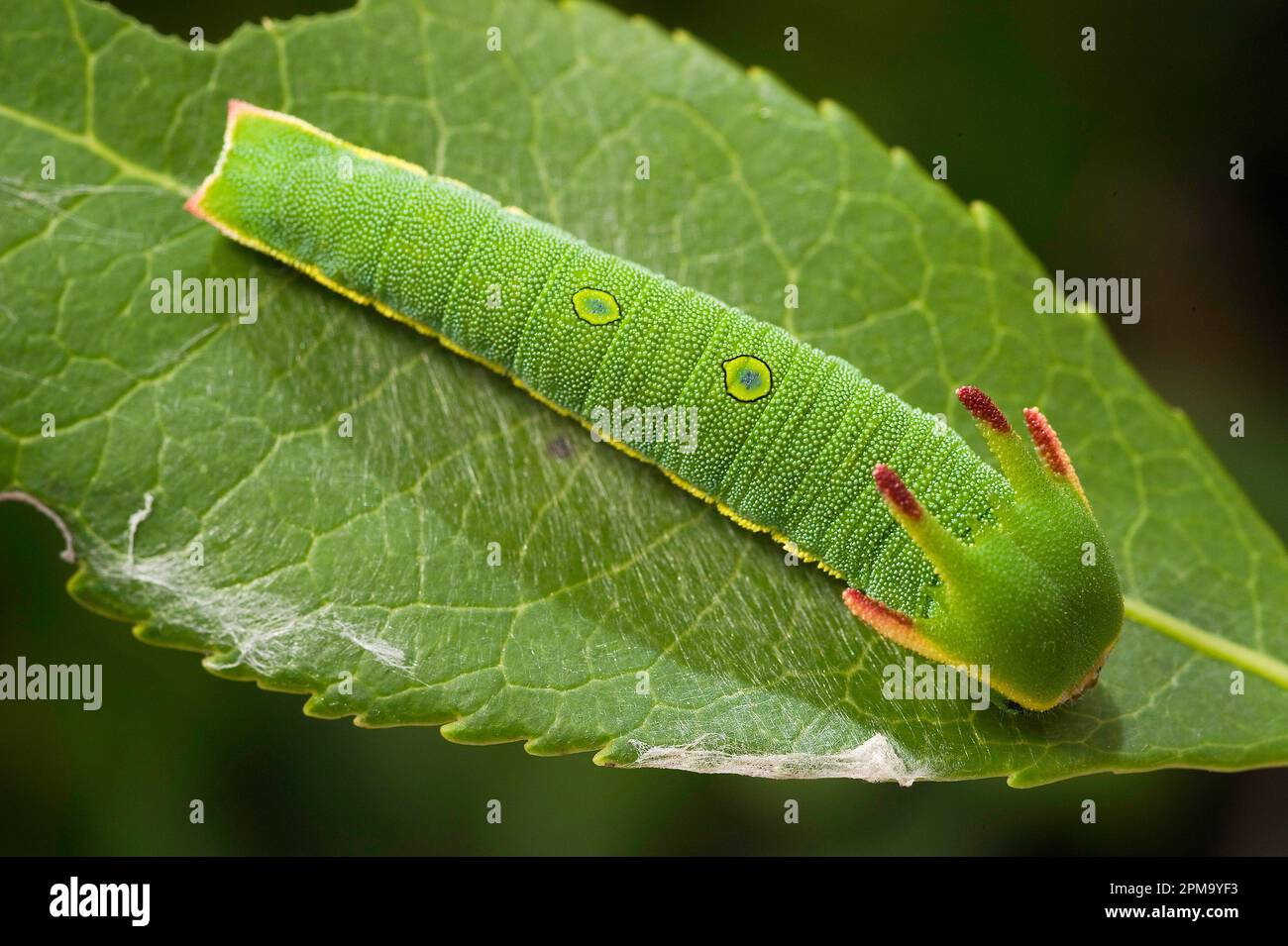 Foxy Empereur, caterpillar Charax jasius, Sassari, SS, Sardaigne, Italie Banque D'Images