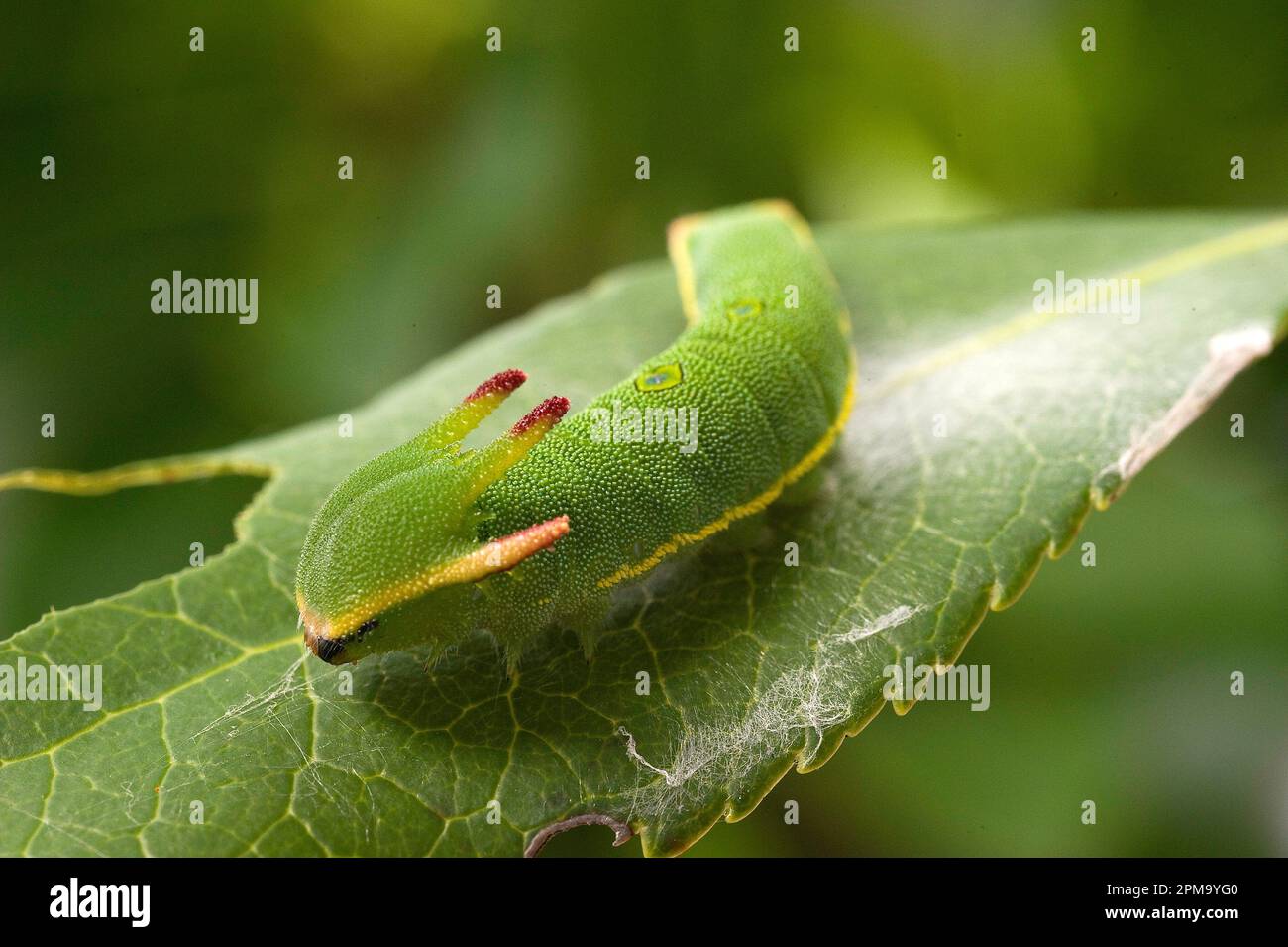 Foxy Empereur, caterpillar Charax jasius, Sassari, SS, Sardaigne, Italie Banque D'Images
