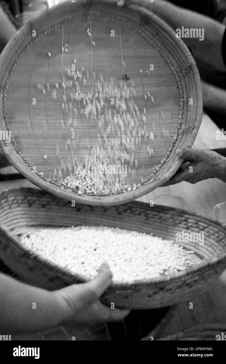 Femelle anonyme préparant de la pâte pour des pâtes gnocchetti faites maison préparazione de 'sos cicciones', gli gnocchetti. Bessude. Sassari Sardaigne, Italie Banque D'Images