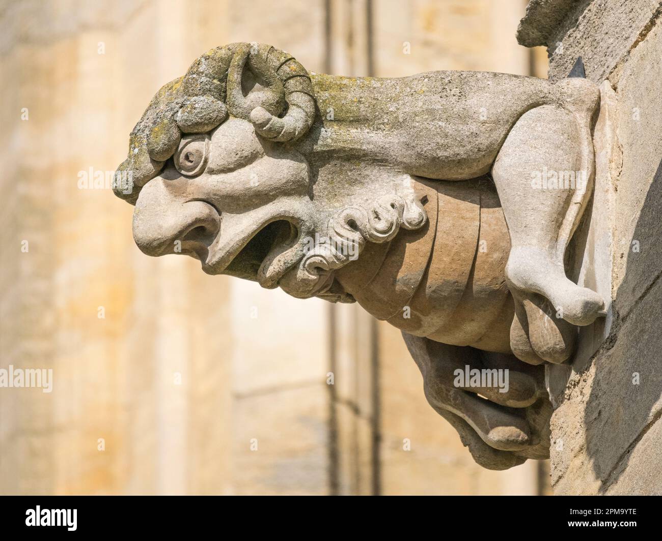 Gargouille de pierre sur le côté de la cathédrale d'Ely, Ely, Cambridgeshire, Angleterre Banque D'Images