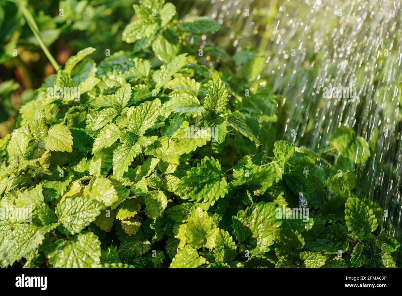 Arrosage melissa plante des herbes dans le jardin le jour ensoleillé, gros plan des gouttes de détail tombant aux feuilles vertes Banque D'Images