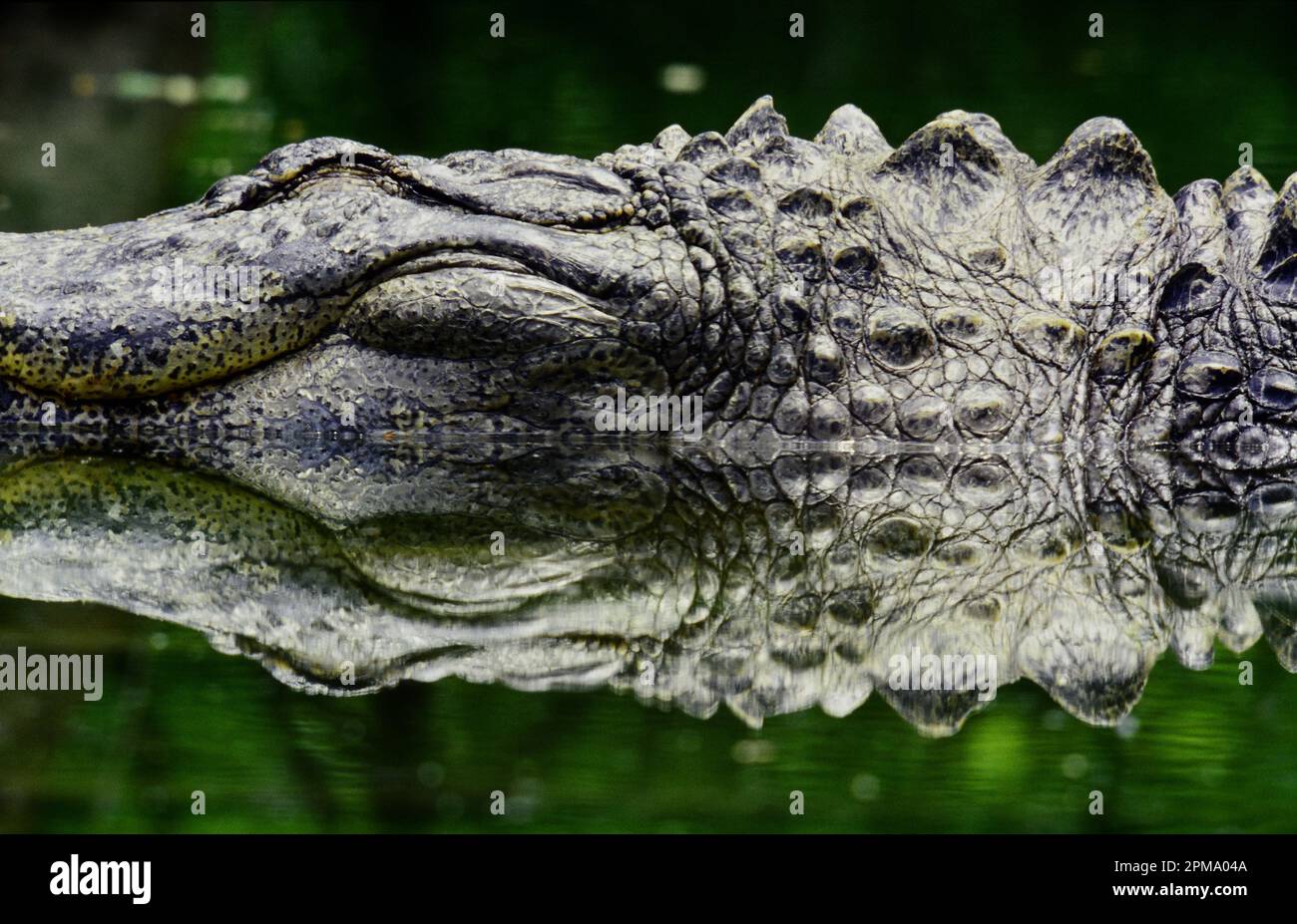 Crocodile australien d'eau salée Banque D'Images