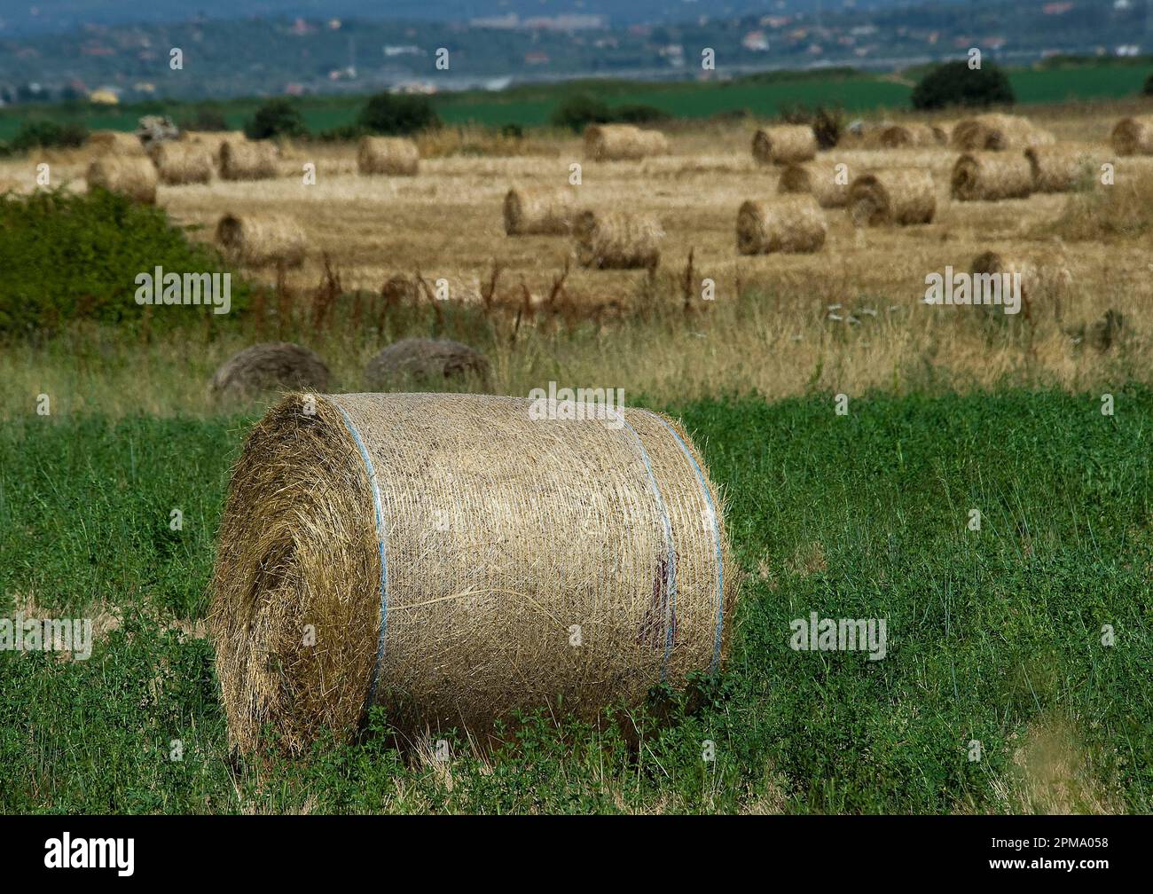 Balle di fieno (rotoballe). Un carateristico paesaggio agricolo nella Nurra, la piana tra Alghero e Sassari. Sardegna. Italie. Banque D'Images
