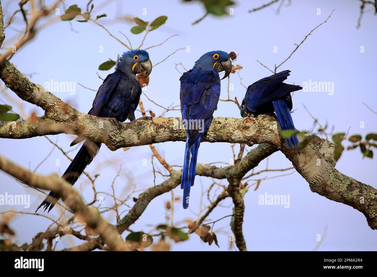 Jacinthe Macaw (Anodorhynchus hyacinthinus), Blue Macaw, groupe d'adultes sur l'arbre, Pantanal, Mato Grosso, Brésil, Amérique du Sud Banque D'Images