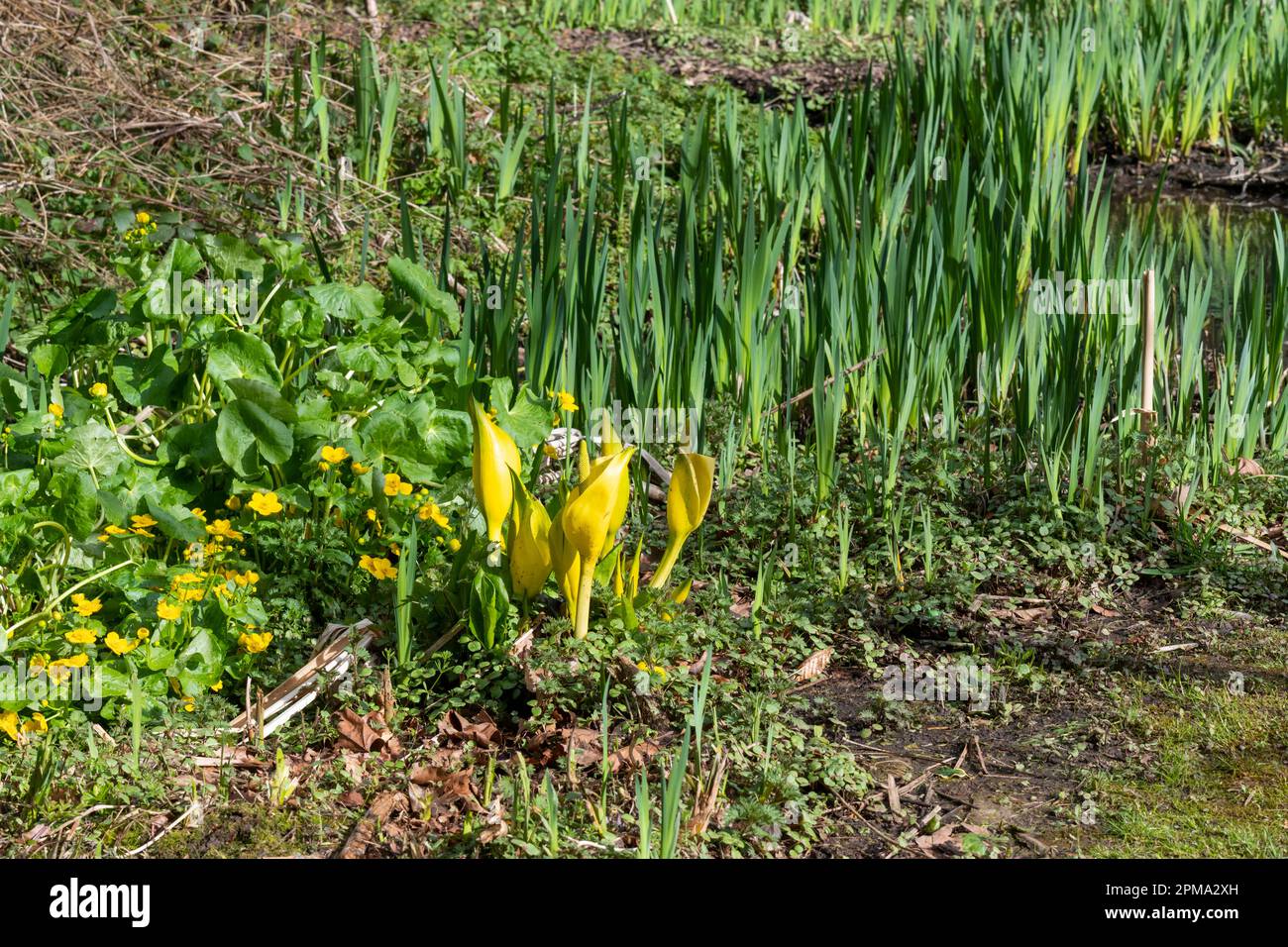 Lysichiton americanus (chou-mouffette américain) qui pousse dans un jardin au bord du cours d'eau avec Flag Iris et Marsh Marigolds. Banque D'Images