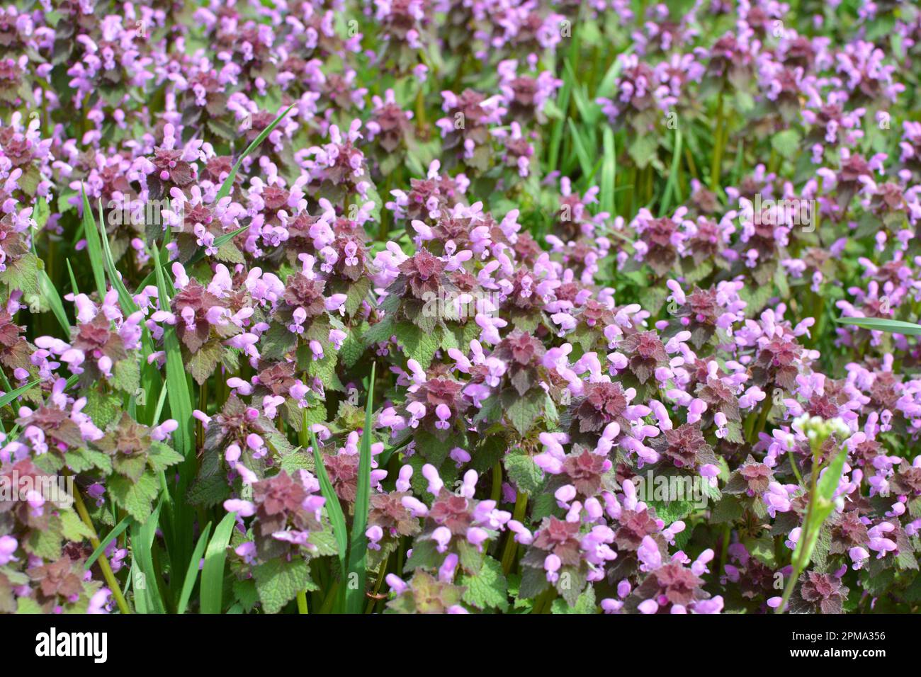 Il fleurit dans le violet d'ortie sourd sauvage (Lamium purpueum) Banque D'Images