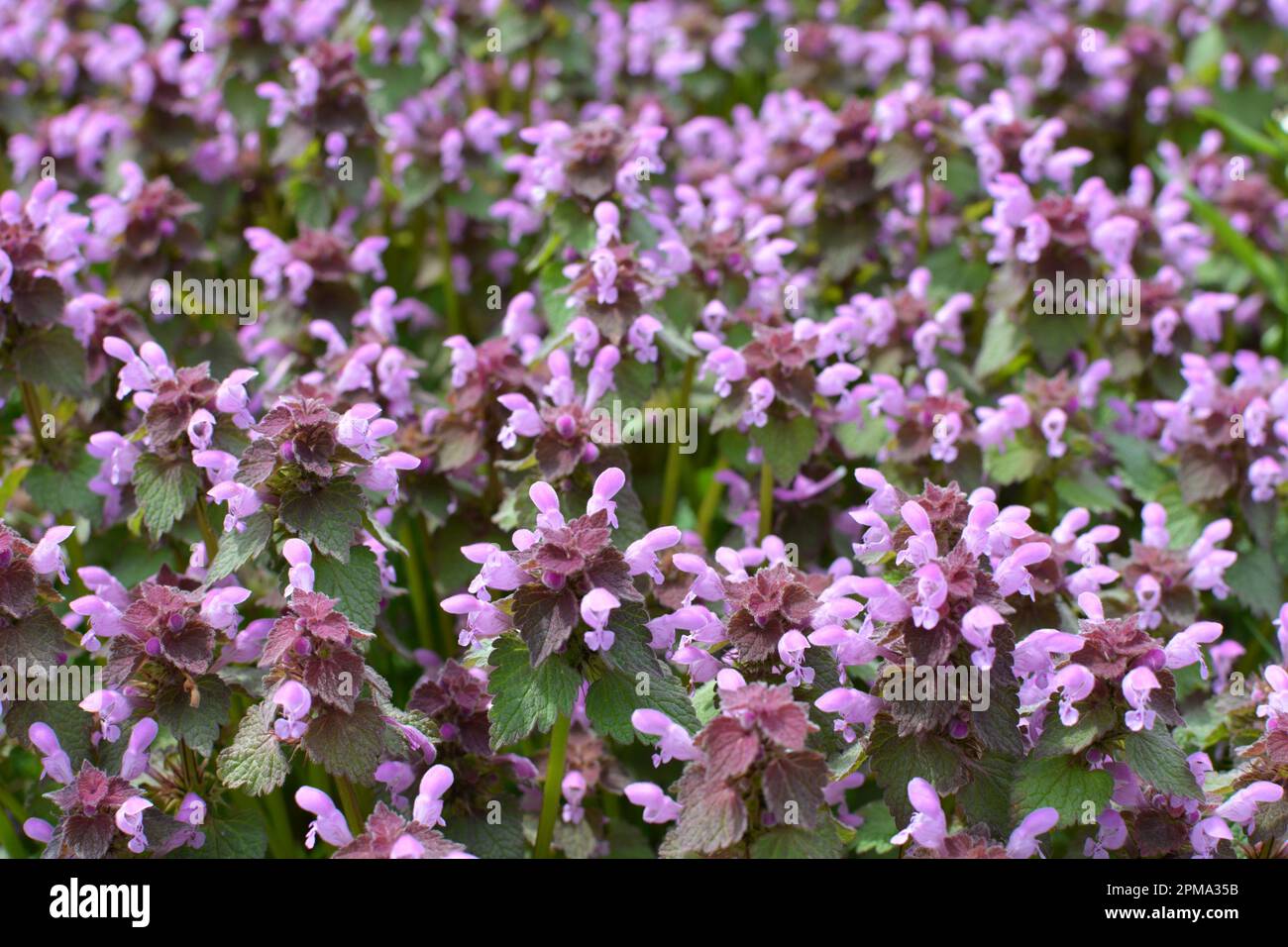 Il fleurit dans le violet d'ortie sourd sauvage (Lamium purpueum) Banque D'Images