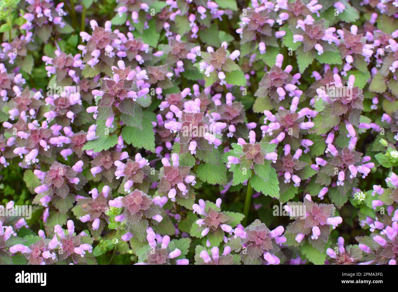 Il fleurit dans le violet d'ortie sourd sauvage (Lamium purpueum) Banque D'Images
