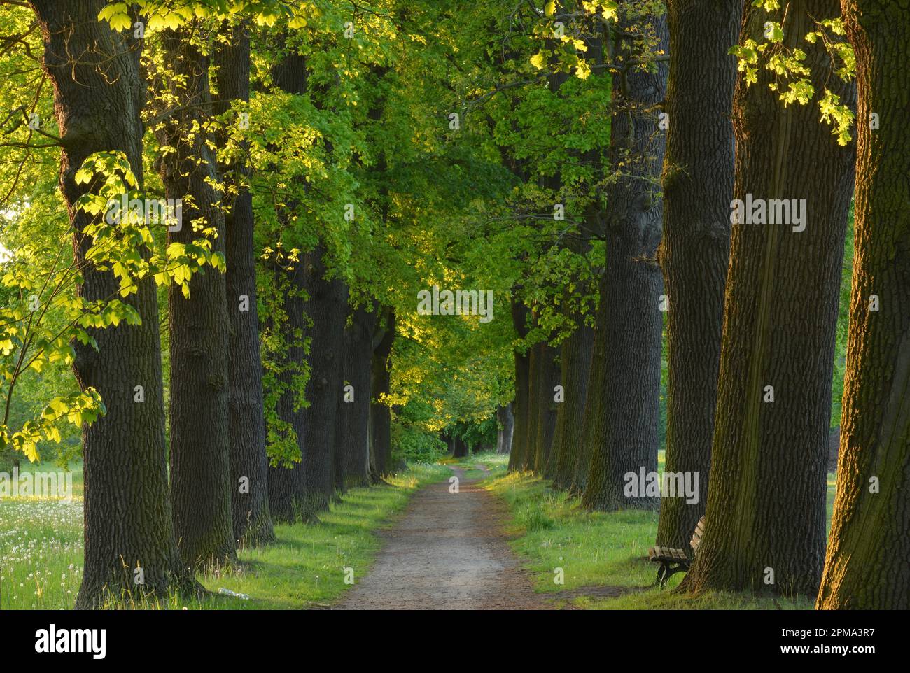 Eichenallee, Kloster Lehnin, Brandebourg, Allemagne Banque D'Images