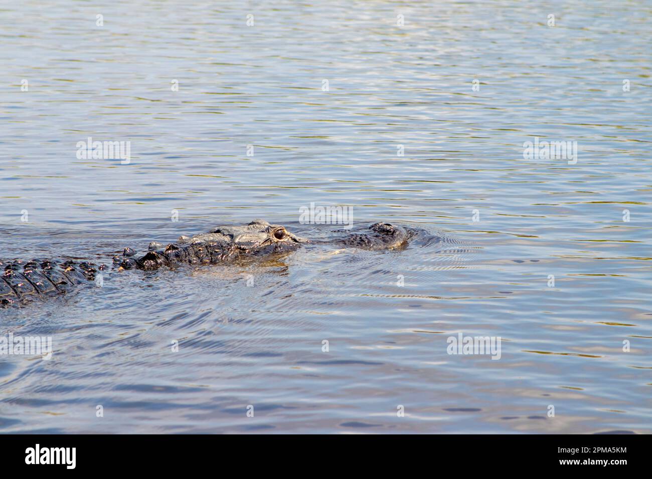 Un alligator glisse sur l'eau dans les Everglades de Floride pendant que vous nagez en fin de matinée. Banque D'Images