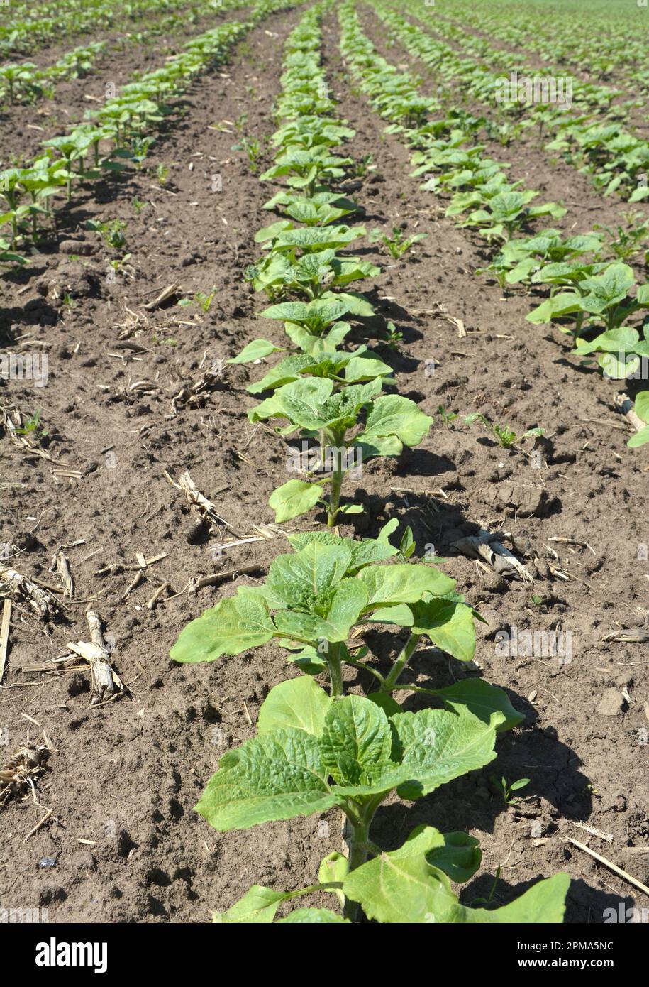 Au champ, le jeune tournesol utilisant des herbicides est protégé des mauvaises herbes Banque D'Images