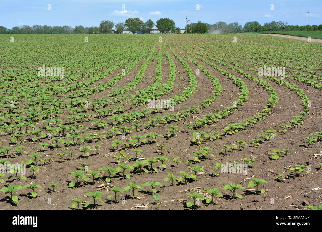 Au champ, le jeune tournesol utilisant des herbicides est protégé des mauvaises herbes Banque D'Images