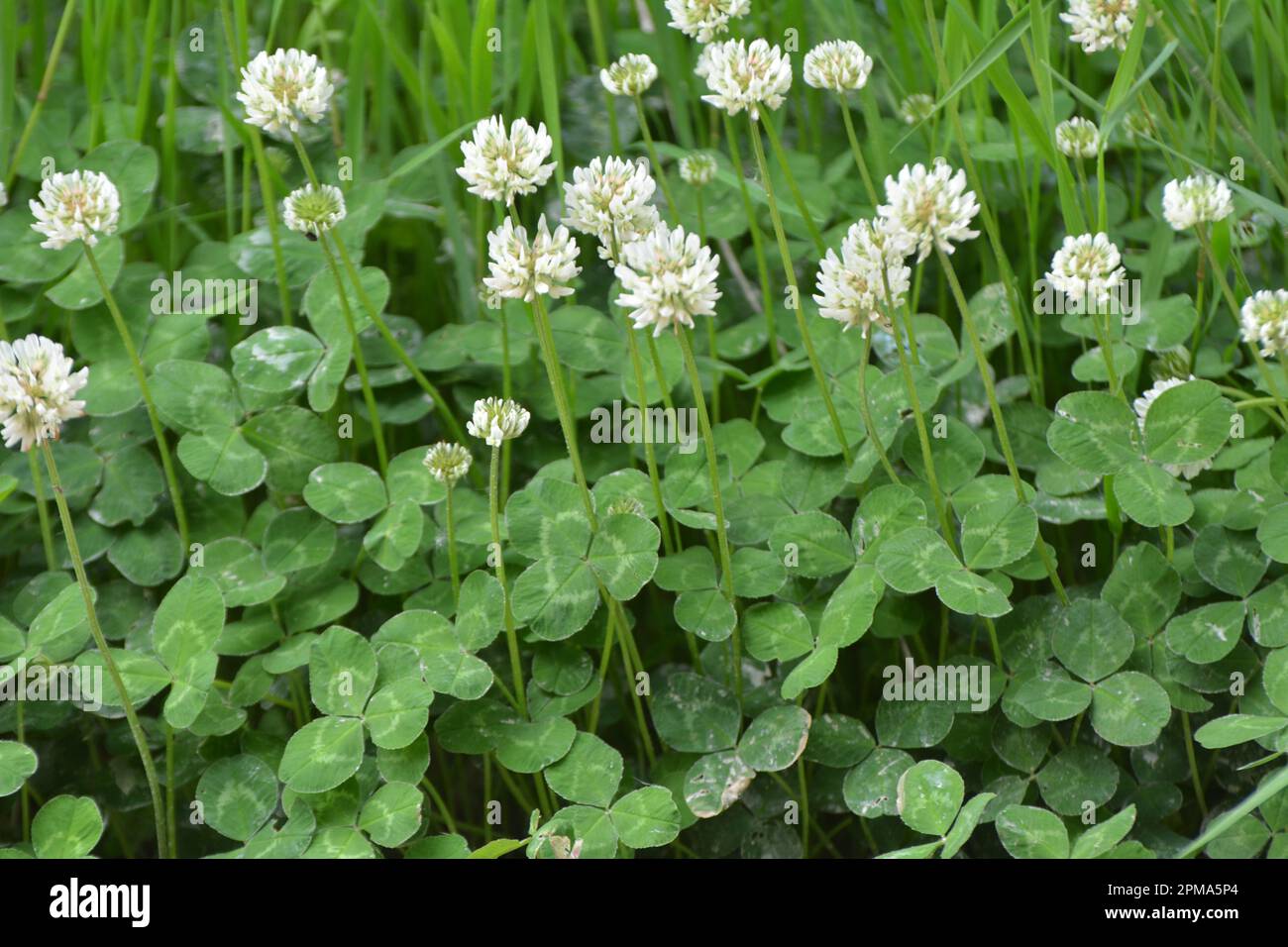 Le trèfle est de nature blanche (Trifolium repens) Banque D'Images