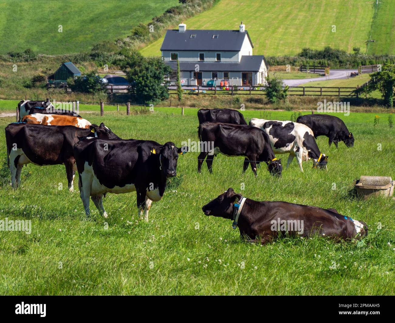 Vaches dans une ferme en été. Freegrazing de bétail. Paysage agricole. Élevage en Irlande. Vache noire et blanche sur gazon vert Banque D'Images