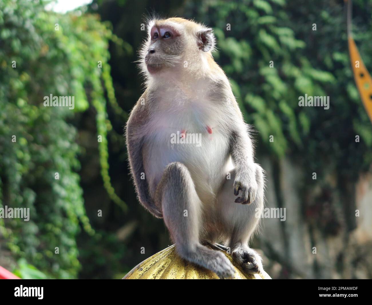 Singe assis à Batu Cave, temple hindou à Kuala Lumpur, Malaisie Banque D'Images