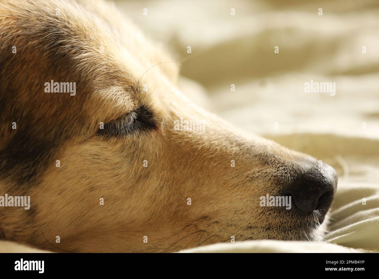 Gros plan d'un chien Husky Labrador posé sur un lit Banque D'Images