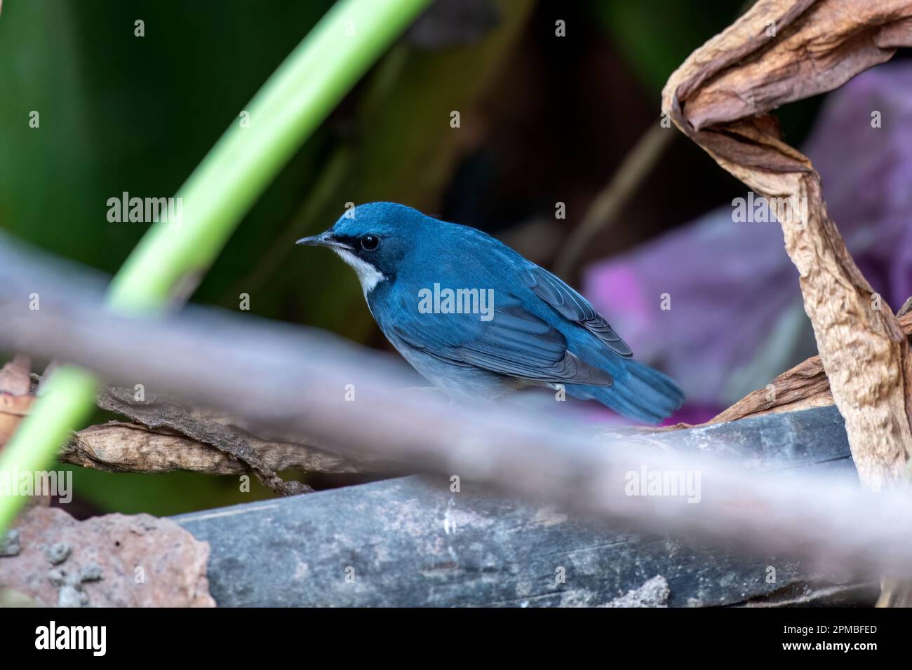 Le robine bleu sibérien (Larvivora cyane) observé à Rongtong au Bengale occidental, en Inde Banque D'Images