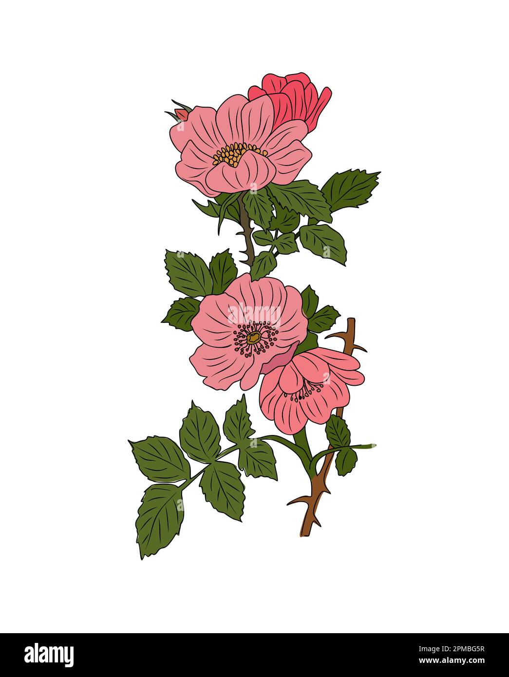 Hawthorn Mai naissance mois vecteur de fleur isolé. Illustration de Vecteur