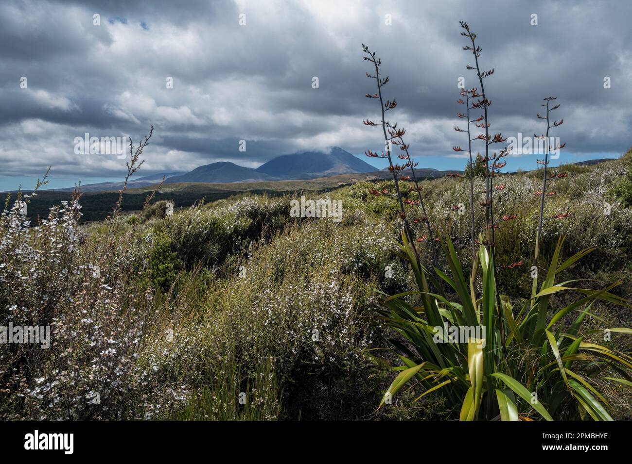 Manuka et harakeke (lin néo-zélandais) en fleurs dans le parc national de Tongariro, Île du Nord, Nouvelle-Zélande Banque D'Images