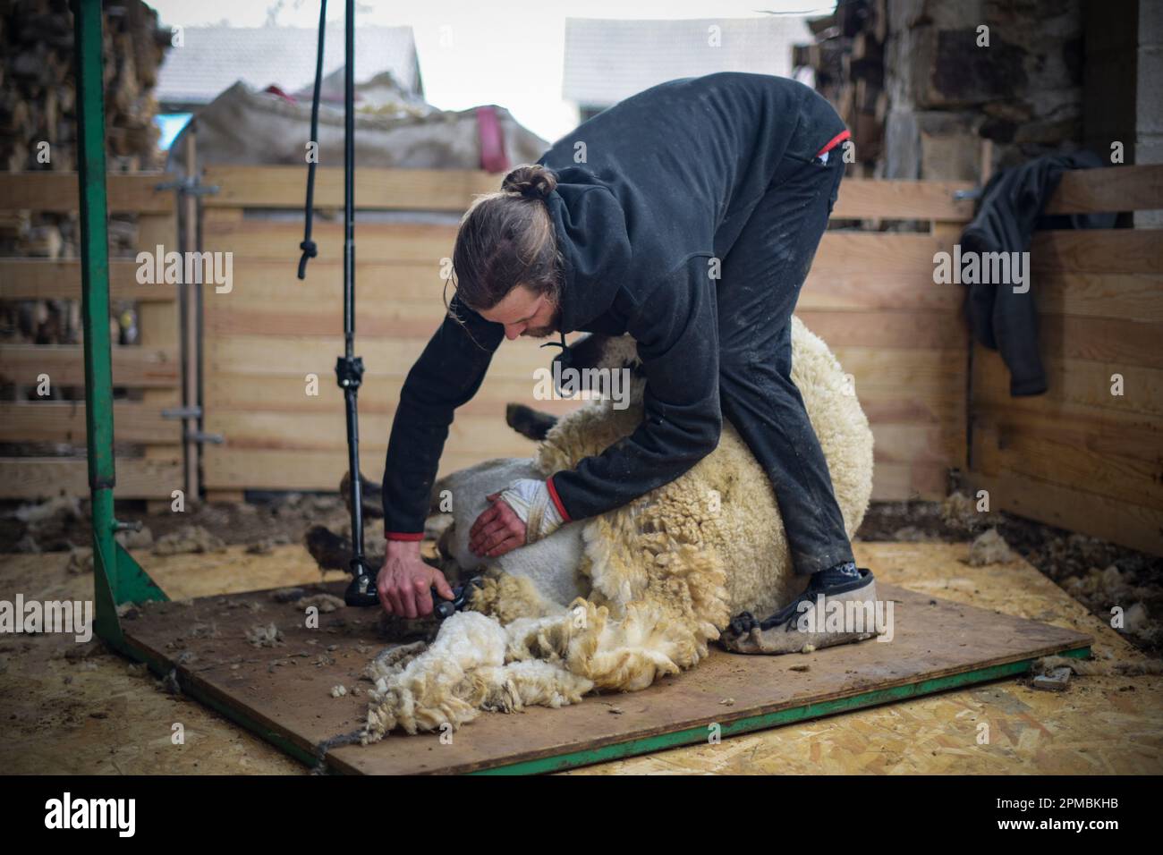 Vue sur un éleveur qui cisaille ses moutons dans sa grange en France Banque D'Images