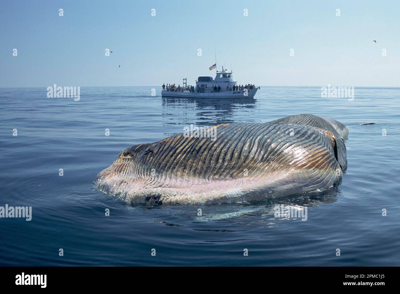 Baleine bleue morte, Balaenoptera musculus, peut-être due à des activités humaines telles que l'expérimentation militaire de sonor ou la collision de bateau, Dana point, San Clemente Banque D'Images
