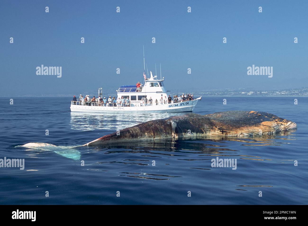 Baleine bleue morte, Balaenoptera musculus, peut-être due à des activités humaines telles que l'expérimentation militaire de sonor ou la collision de bateau, Dana point, San Clemente Banque D'Images