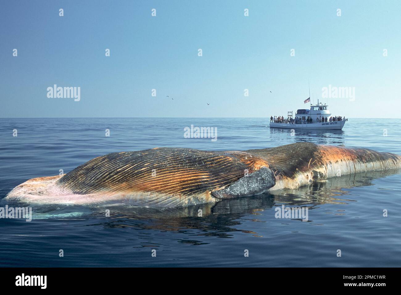 Baleine bleue morte, Balaenoptera musculus, peut-être due à des activités humaines telles que l'expérimentation militaire de sonor ou la collision de bateau, Dana point, Californie, Banque D'Images