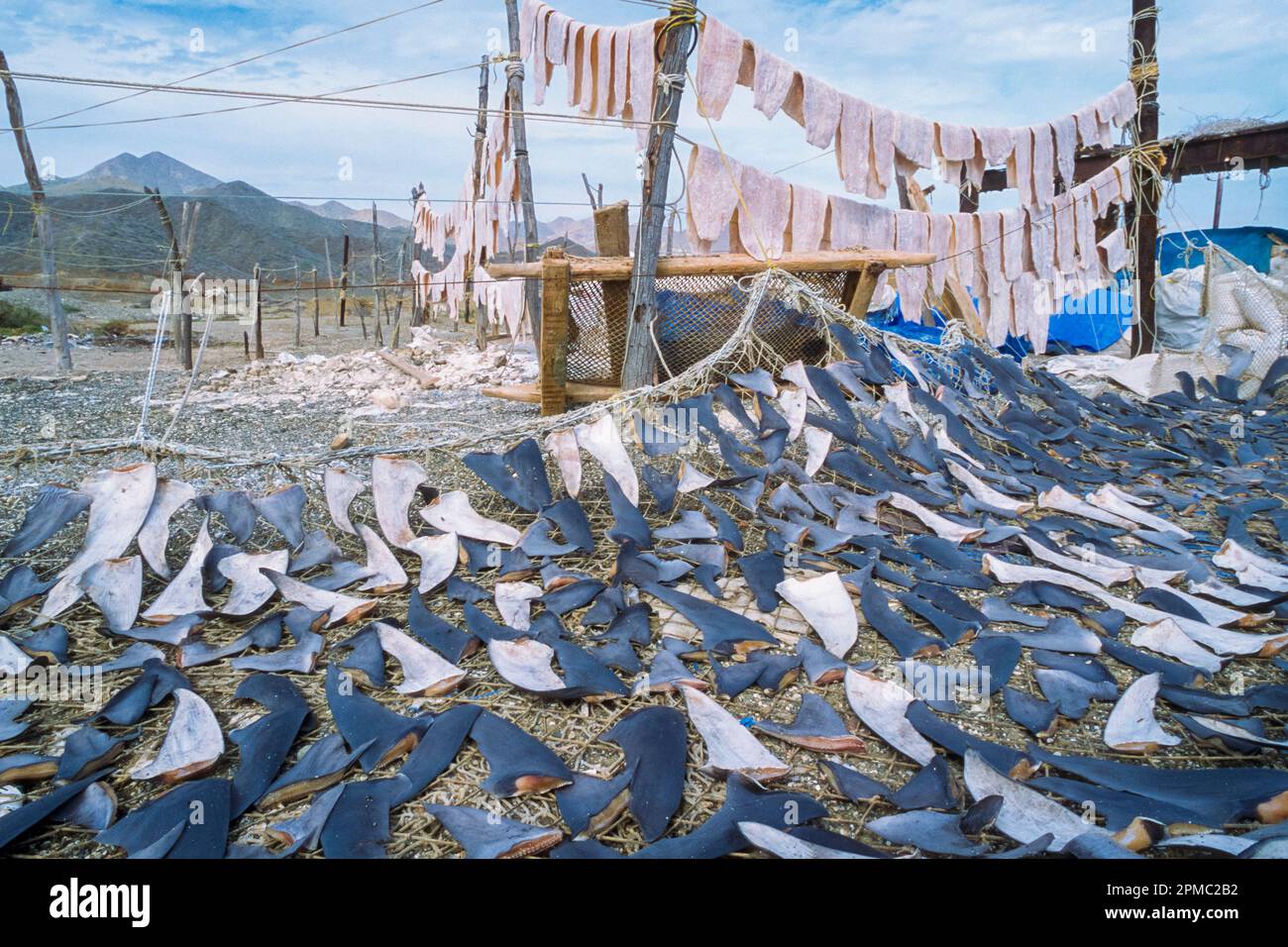 Camp de pêche aux ailerons de requin, nageoires de séchage et viande de requin bleu, Prionace glauca, et requin mako, Isurus oxyrinchus, baie de Magdalena, Baja Californie, Mexique, Pa Banque D'Images