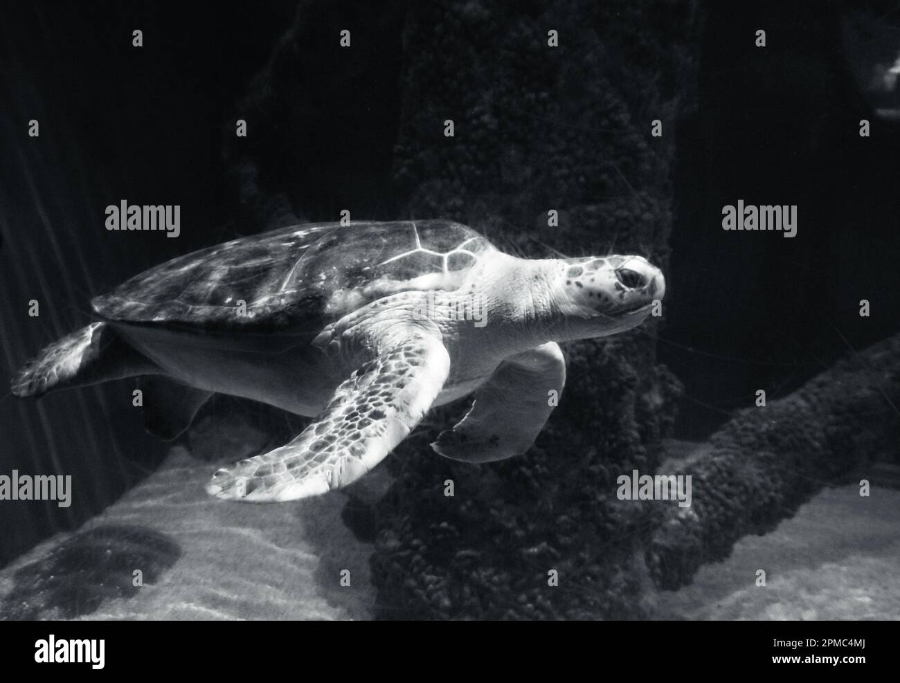 Une tortue de mer de Loggerhead, nageant dans l'immense aquarium. Banque D'Images