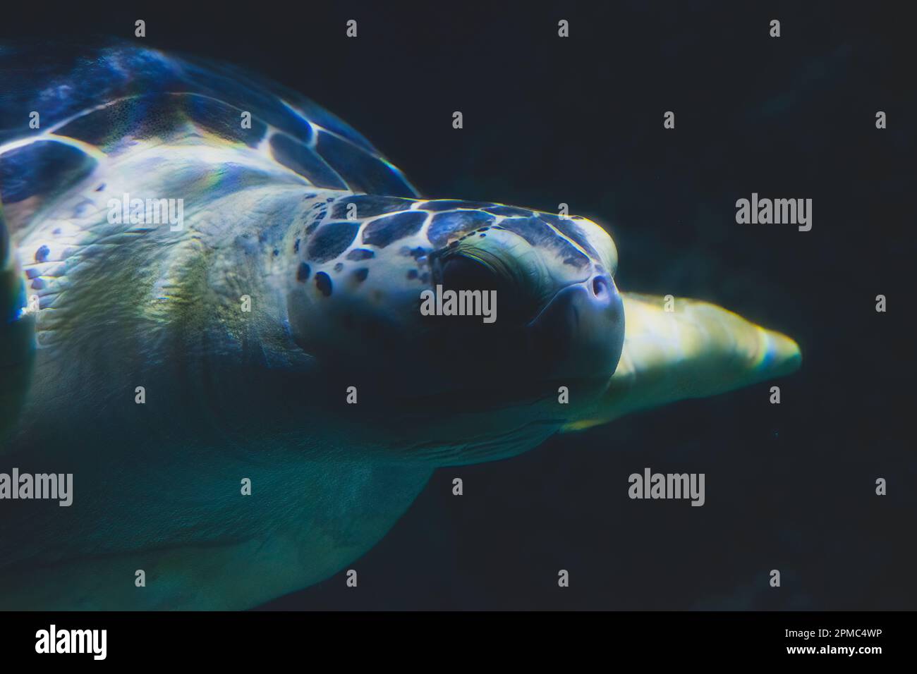 Une tortue de mer de Loggerhead, nageant dans l'immense aquarium. Banque D'Images