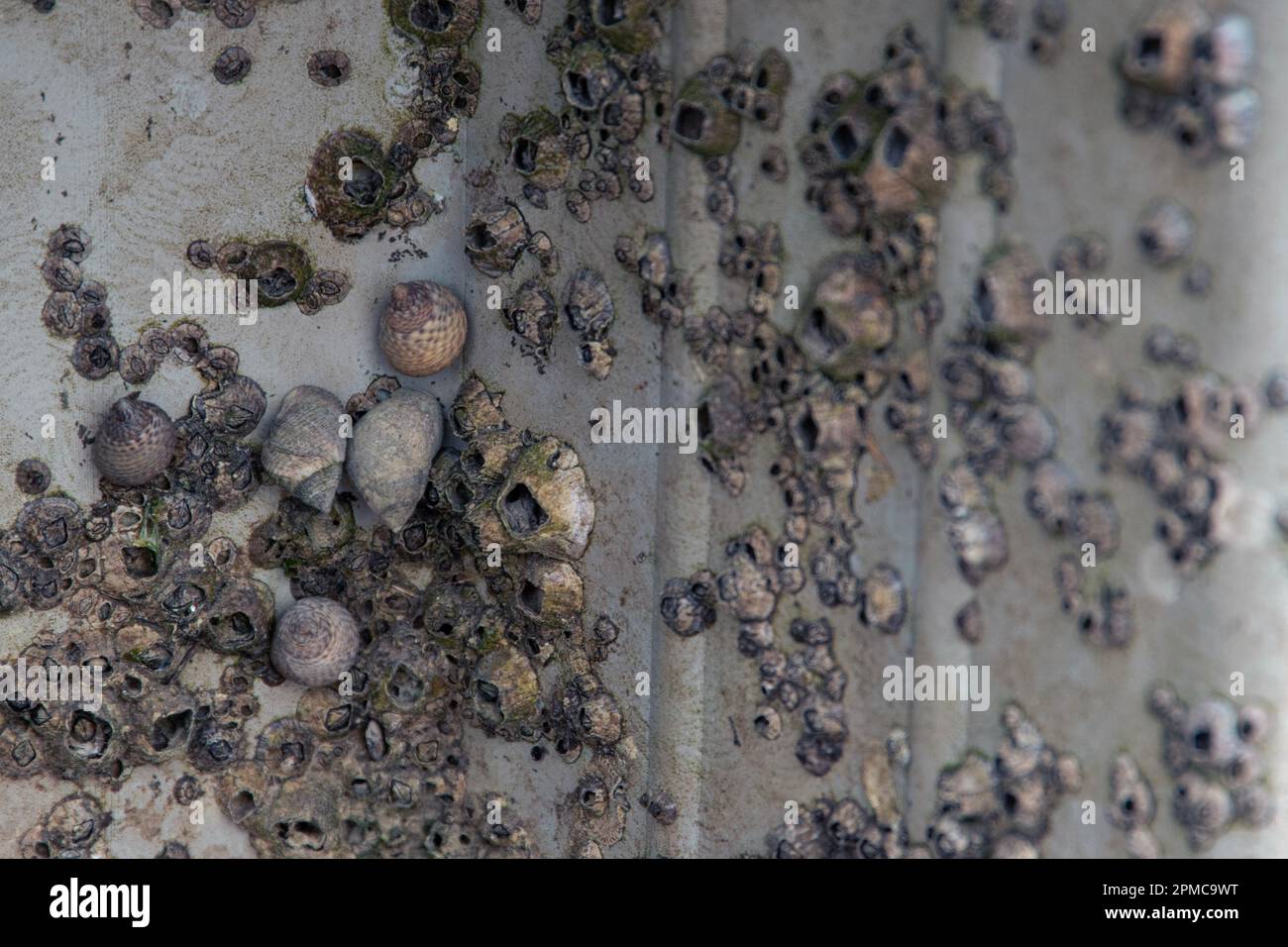 Escargots et barnacles de mer d'eau salée qui poussent sur le pilier en pierre d'un quai; à marée basse. Banque D'Images