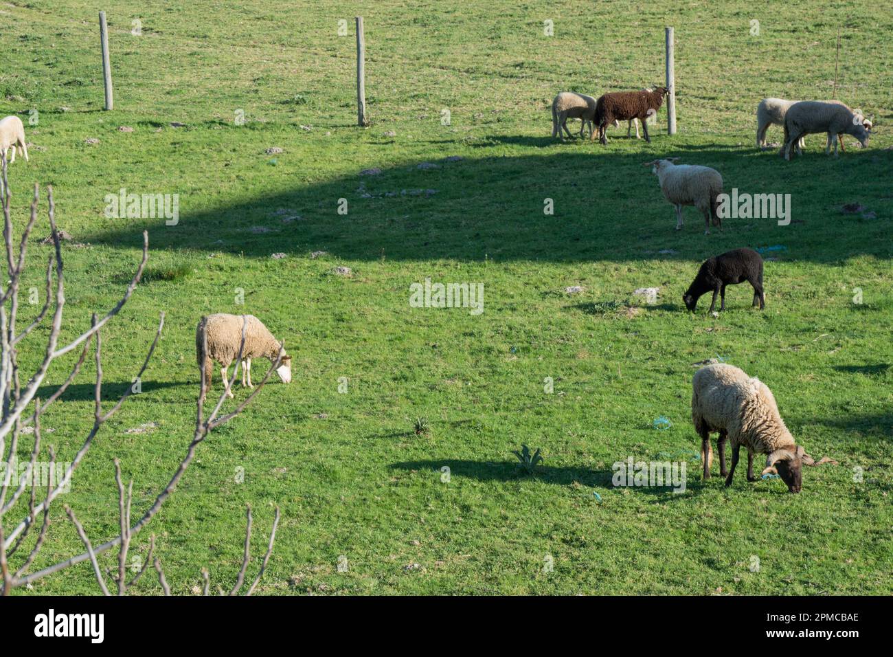 Troupeau de moutons dans un champ. Zone rurale du Portugal. Espagne Banque D'Images