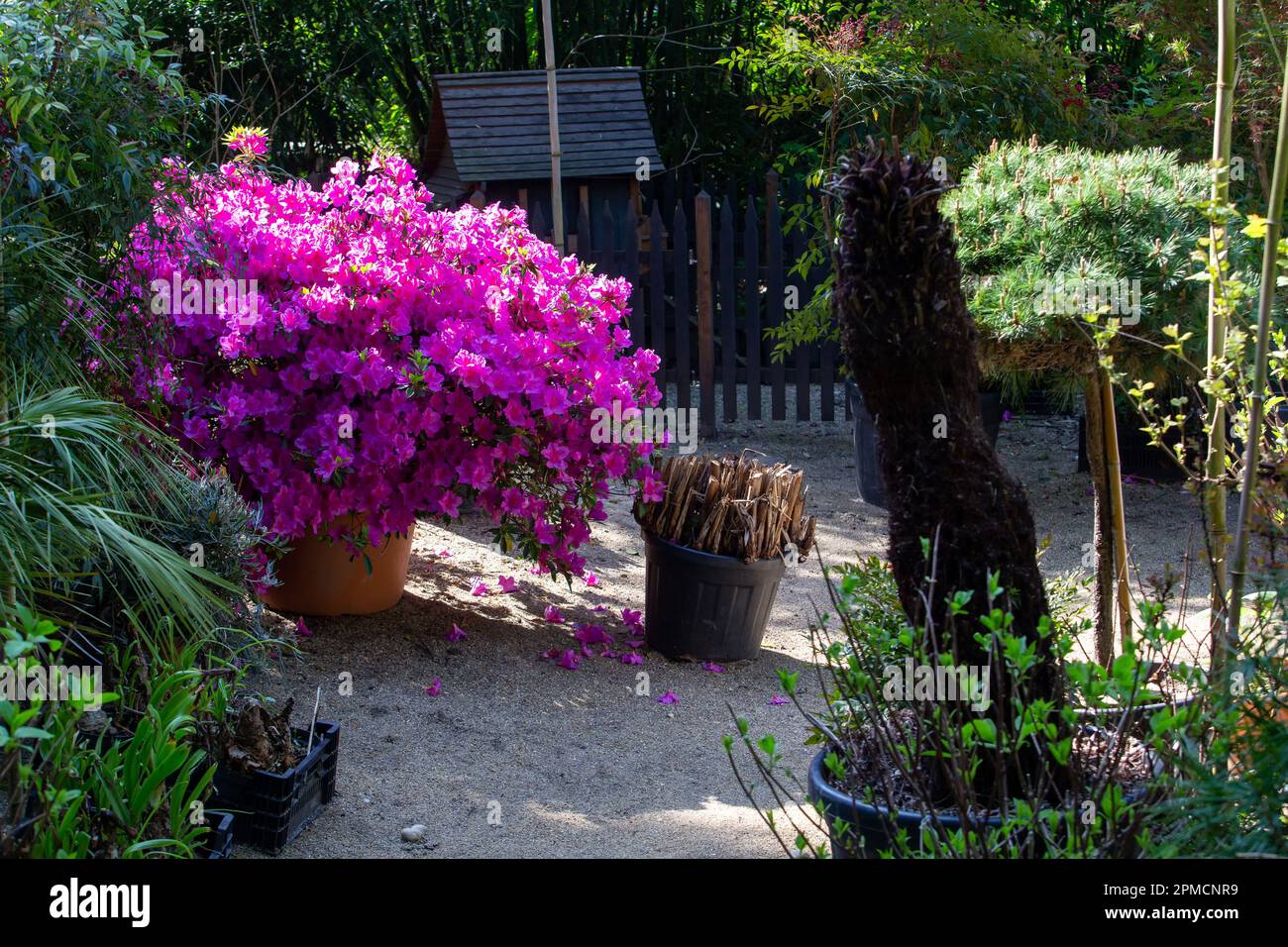 Fantastique fleur rose de rhododendron (azalea) buisson en pot dans le jardin Agapante en Normandie, mai 13: Plante en pot peut-être à vendre. arbre de pin al Banque D'Images