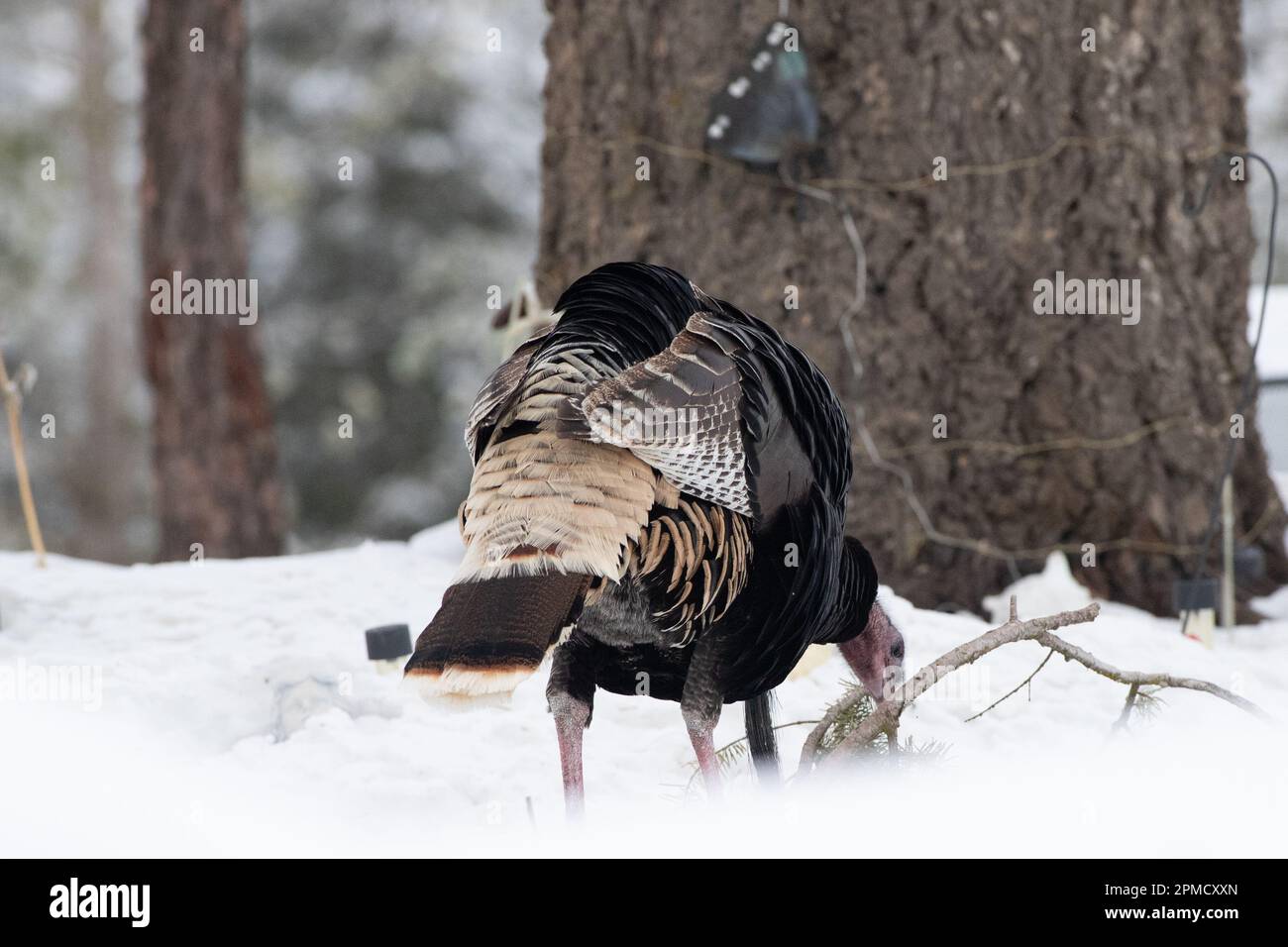 Les dindes sauvages fourraillent dans le paysage enneigé, soufflés et résistants dans le froid. Une scène pittoresque de la survie de la nature en hiver Banque D'Images