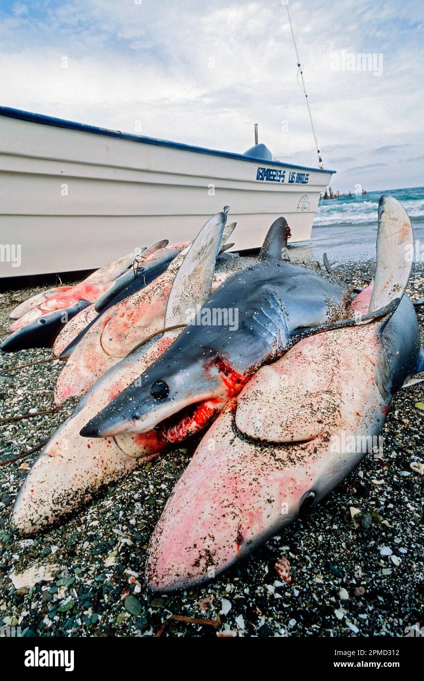 Camp de pêche au requin, requin bleu, Prionace glauca, et requin mako, Isurus oxyrinchus, La classe de taille devient plus petite à mesure que la population diminue, dans la baie Magdalena Banque D'Images