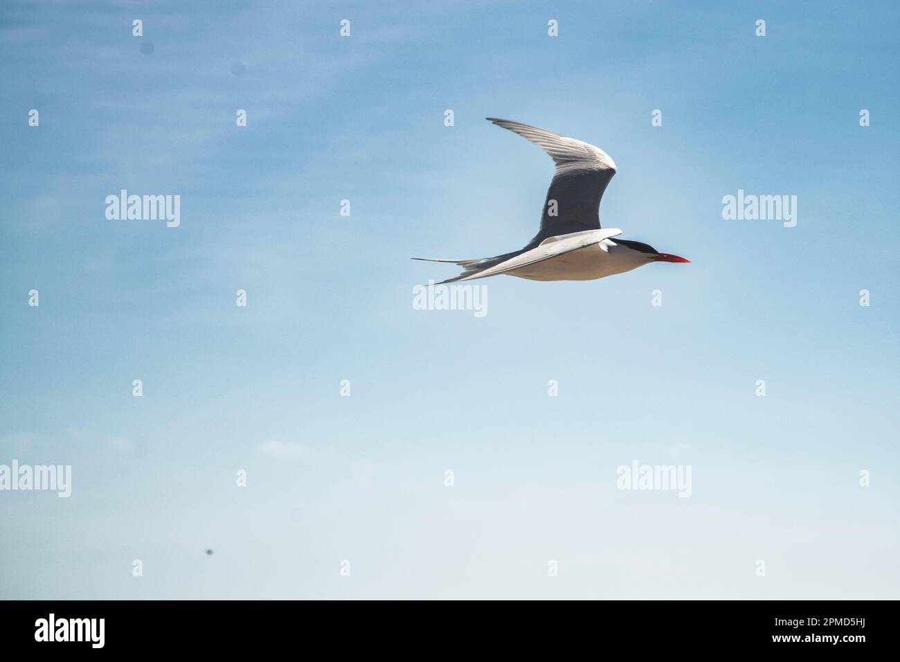 Un oiseau de Sterne royale vole dans le ciel bleu avec de minces nuages. Banque D'Images